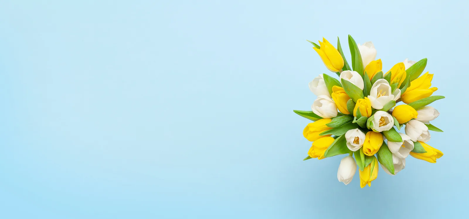 Yellow and white tulips clustered on a pale-blue studio background